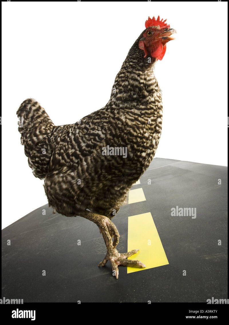 Netherlands - chicken road gokspel